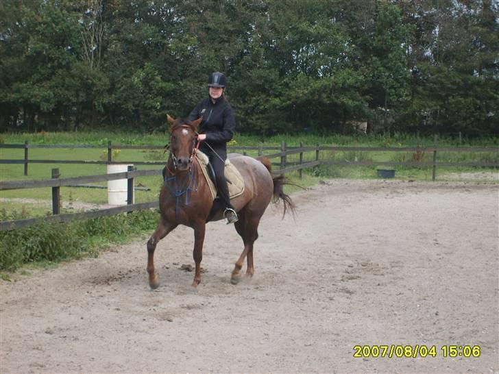 Appaloosa HHgomiss Mazie bar Solgt - Prøver lidt schenkel vigning i trav billede 5