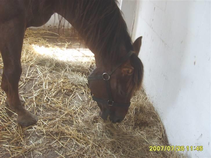 Appaloosa HHgomiss Mazie bar Solgt - Spiser lige til hø inde i boksen. billede 6