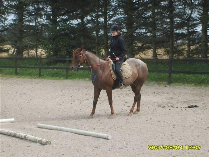 Appaloosa HHgomiss Mazie bar Solgt - Tilbage trædning, super:P billede 7