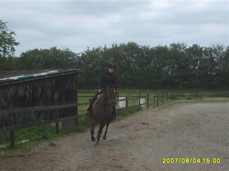 Appaloosa HHgomiss Mazie bar Solgt - Her kommer vi  billede 8