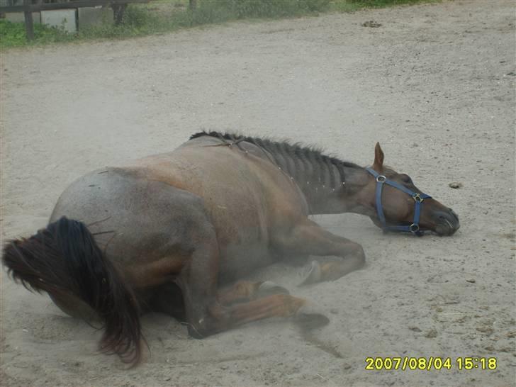 Appaloosa HHgomiss Mazie bar Solgt - Så trille trille rundt billede 9
