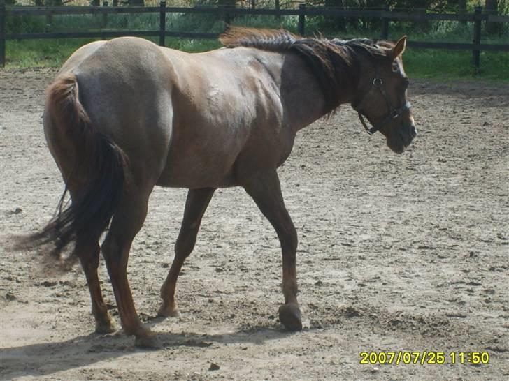 Appaloosa HHgomiss Mazie bar Solgt - Og op igen billede 10