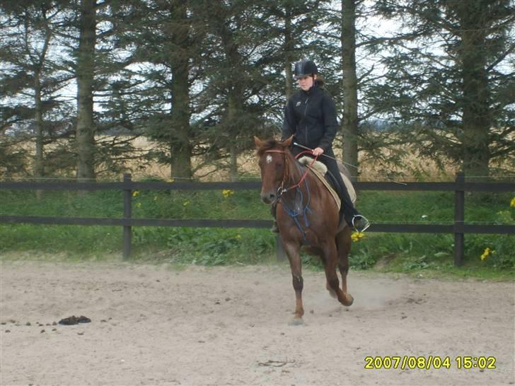 Appaloosa HHgomiss Mazie bar Solgt - Trip trip billede 11