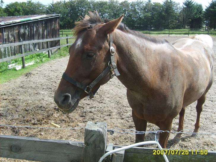 Appaloosa HHgomiss Mazie bar Solgt - Dejlig dag.. billede 12