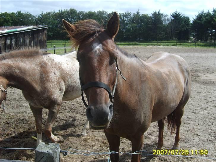 Appaloosa HHgomiss Mazie bar Solgt - Kigger du lige :P billede 13