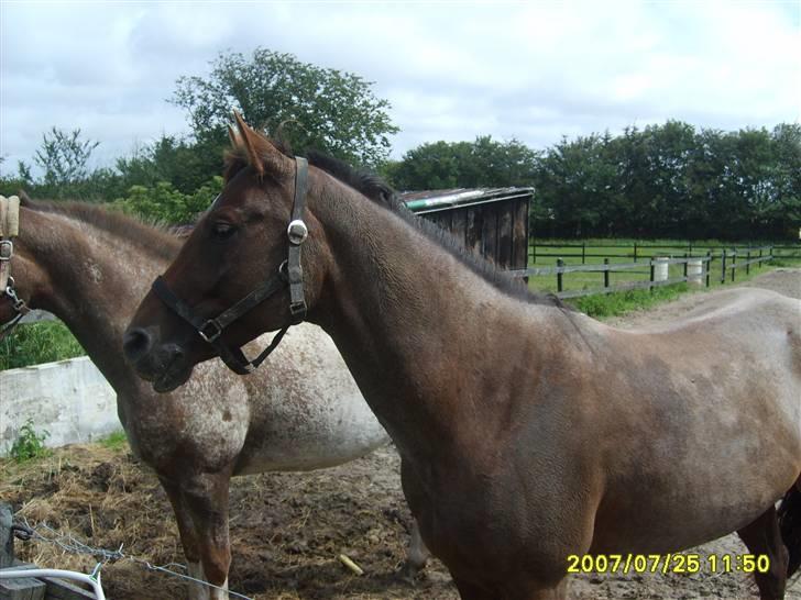 Appaloosa HHgomiss Mazie bar Solgt - Hvad var det ? billede 14