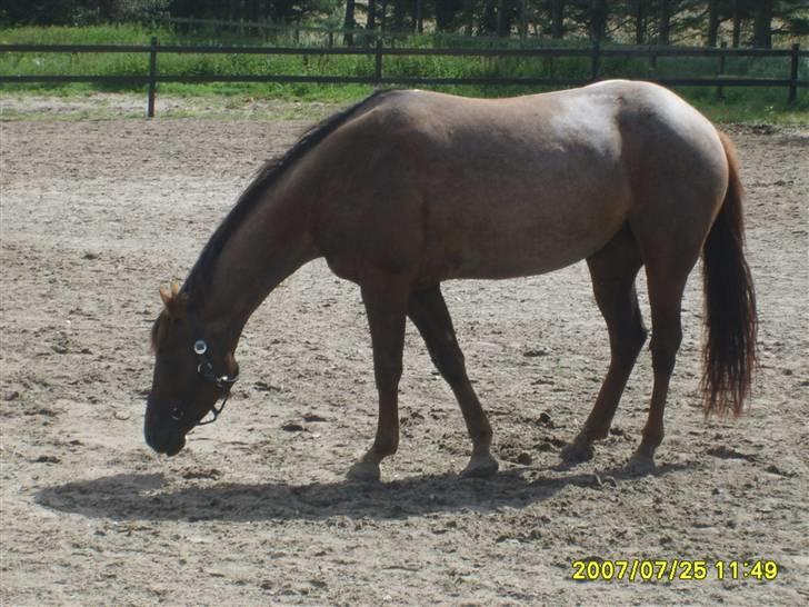 Appaloosa HHgomiss Mazie bar Solgt - MMM god jord:D  billede 15