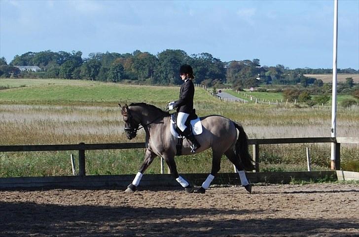 Anden særlig race Frieser / Fjordhest Freja - Første stævne. Ld 1 til 70 %  September 2010 billede 12