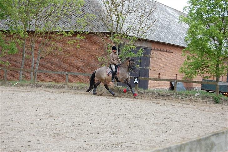 Anden særlig race Frieser / Fjordhest Freja - Første galop;o)  maj 2011 billede 17