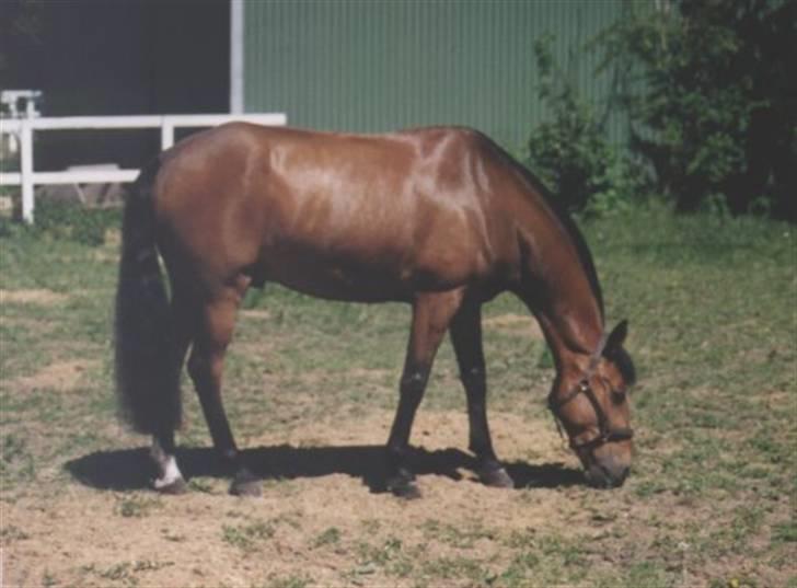 Anden særlig race Claus - Claus - blandings vallak opstaldet på BNR hvor han startede som rideskolehest. ca. 6 år. billede 1