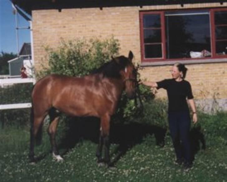Anden særlig race Claus - Mig og Claus på BNR. ca. 6 år gammel. FLOT i farven om sommeren. billede 2