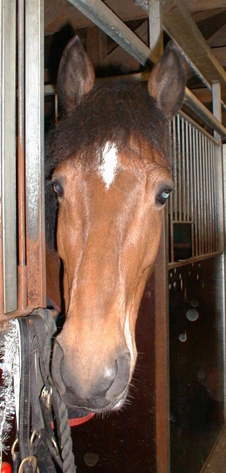 Anden særlig race Claus - Claus i boks på BNR 6-7 år gammel. SKØN hest, se hans små rynker over øjnene, som smeltede mig hvergang. billede 4
