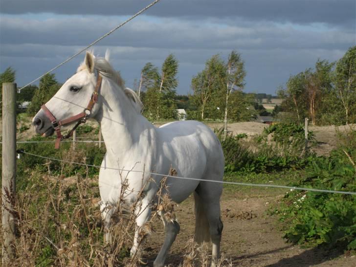 New Forest Firfod Aida billede 12