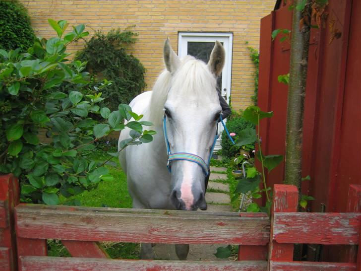 New Forest Firfod Aida - Aida hjemme hjemme ved vores gamle lejlighed! billede 18