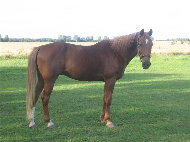 Traver Tonka Brogård (R.I.P) - meget fotogen.. smiler billede 6