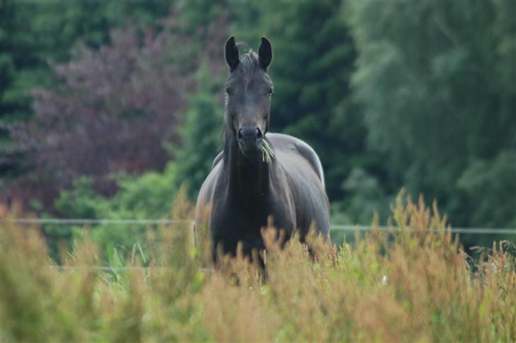 Dansk Varmblod Pepsi Star F.  R.I.P. - Jeg er bare så smuk! billede 1