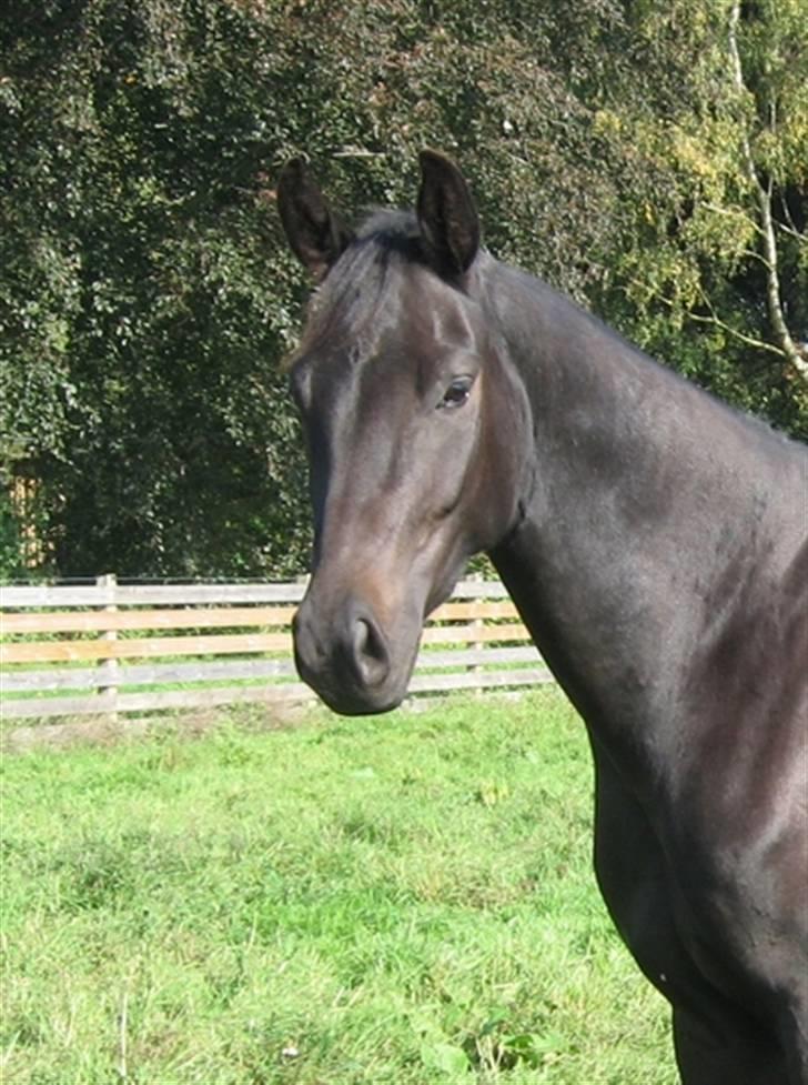 Dansk Varmblod Pepsi Star F.  R.I.P. - Hej ven billede 2