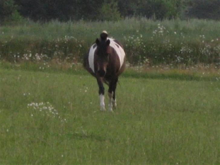 Islænder Prinds billede 13
