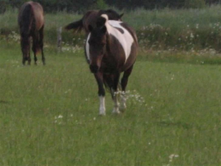 Islænder Prinds billede 14