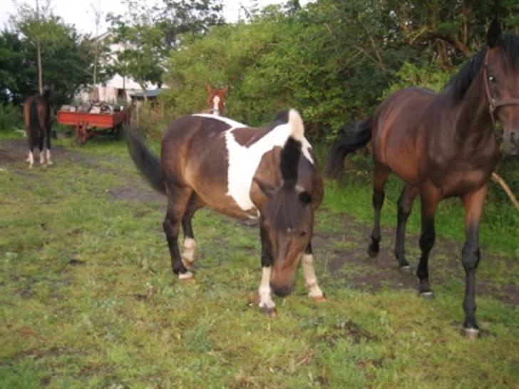 Islænder Prinds - ikke mange der kan se  at man har rundet de 21 år billede 15