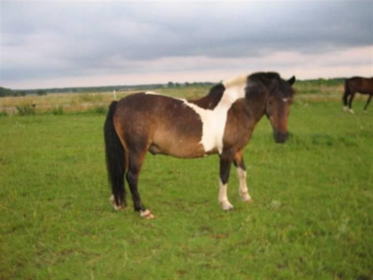 Islænder Prinds billede 16