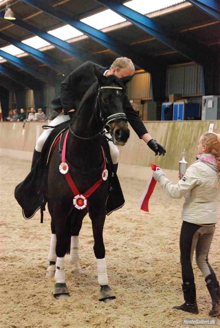 Dansk Varmblod Haiko Skovvang - Hmmm er det til mig alt det der ... ??             Foto : Stefan R billede 2