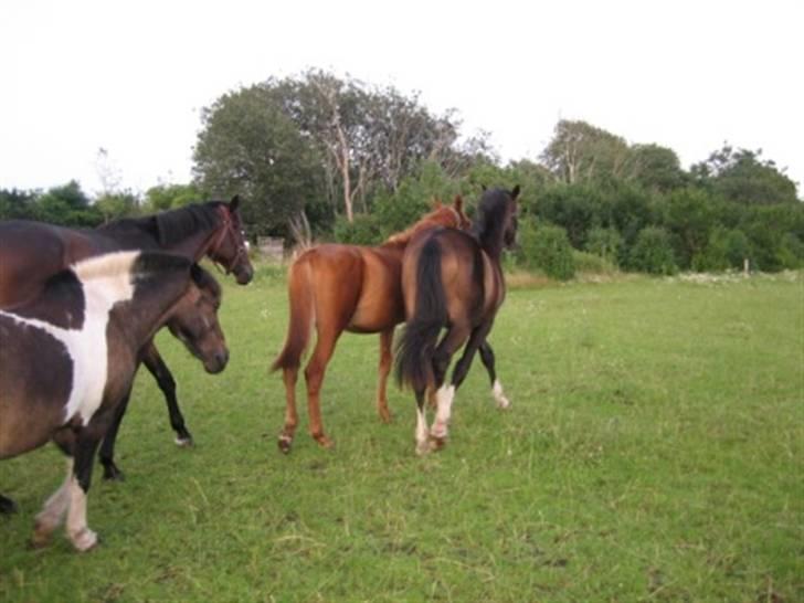 Islænder Prinds billede 17