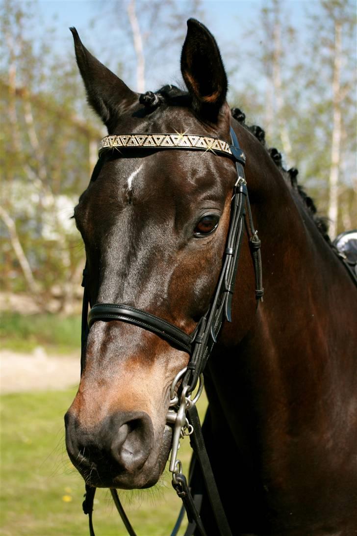 Dansk Varmblod Haiko Skovvang - Er han ikke smuk ....  billede 4