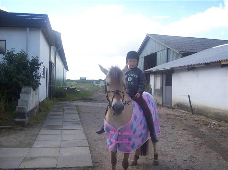 Fjordhest fie (bytte) billede 6