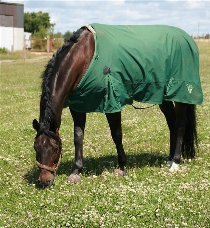 Dansk Varmblod Haiko Skovvang - Den smukke på folden billede 16