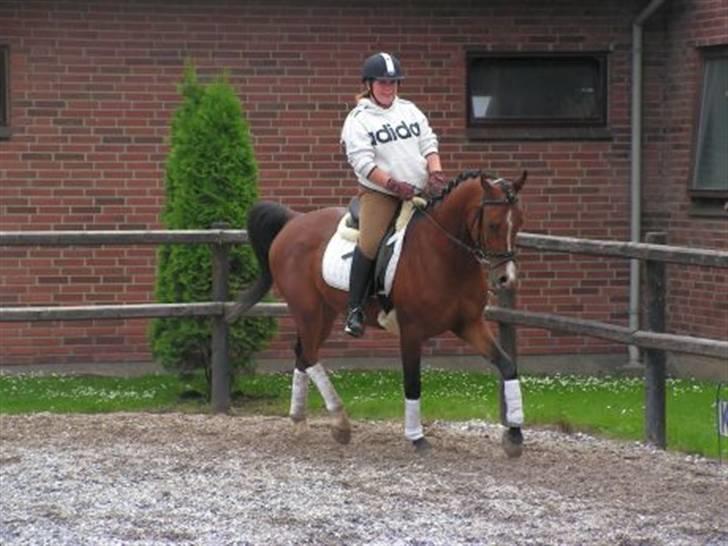 Arabisk fuldblod (OX) T.A. Wadir  billede 11