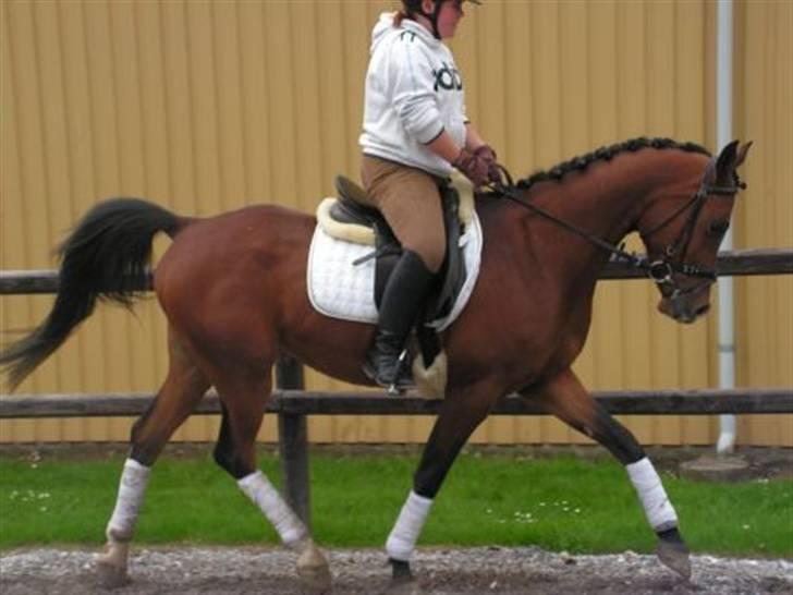 Arabisk fuldblod (OX) T.A. Wadir  billede 12