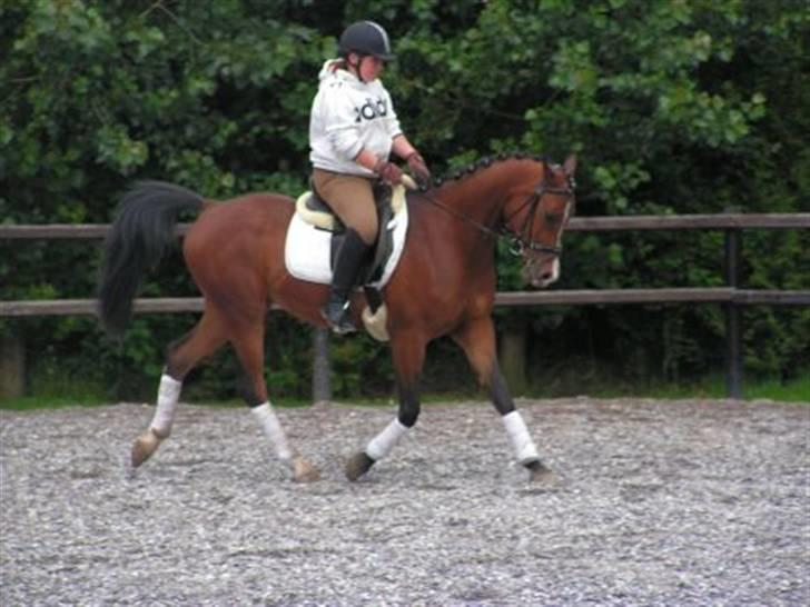 Arabisk fuldblod (OX) T.A. Wadir  billede 13