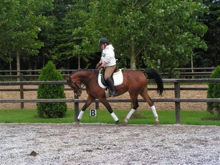 Arabisk fuldblod (OX) T.A. Wadir  billede 14