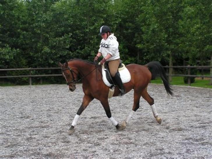 Arabisk fuldblod (OX) T.A. Wadir  billede 15