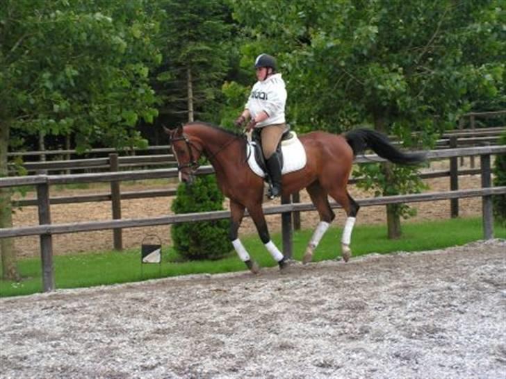 Arabisk fuldblod (OX) T.A. Wadir  billede 16