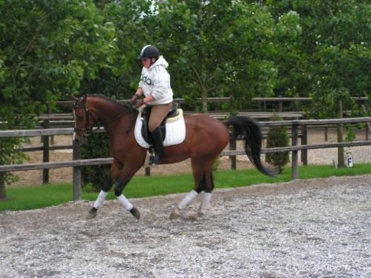 Arabisk fuldblod (OX) T.A. Wadir  billede 17