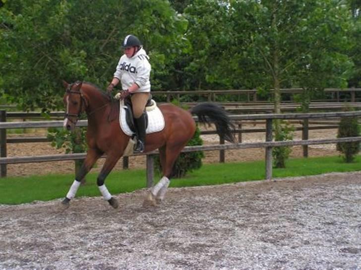 Arabisk fuldblod (OX) T.A. Wadir  billede 18