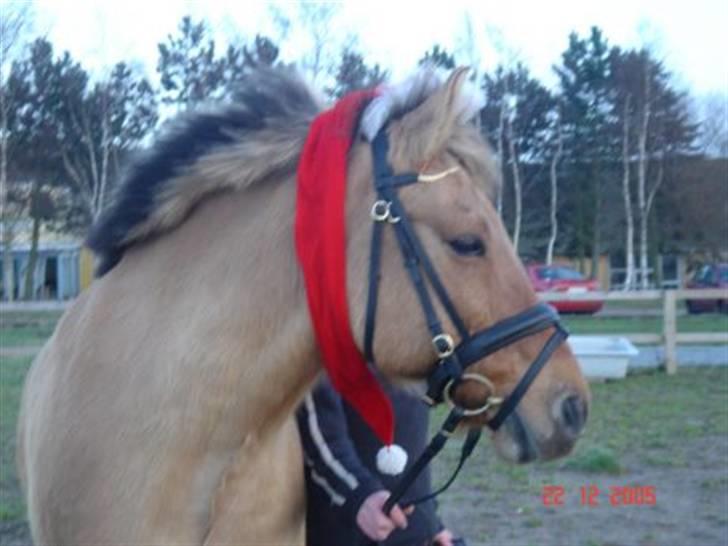 Anden særlig race Yasser - R.I.P - ned nissehue billede 9