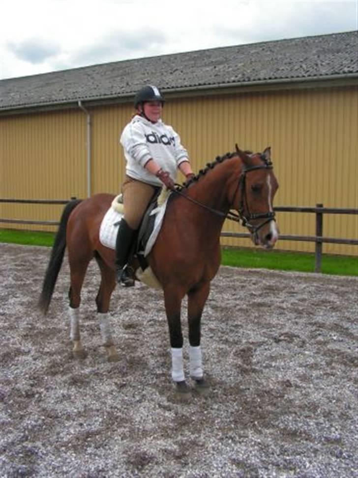 Arabisk fuldblod (OX) T.A. Wadir  billede 19