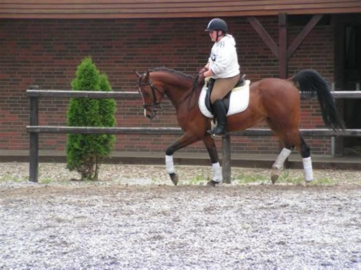 Arabisk fuldblod (OX) T.A. Wadir  billede 20