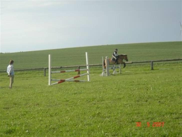 Anden særlig race Yasser - R.I.P - jump billede 12