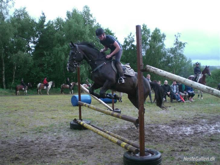 Dansk Varmblod Moonlight - højde´spring østerlund ridelejr billede 12