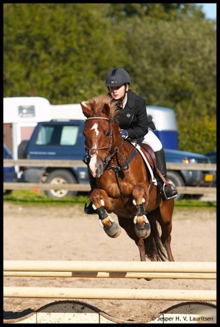 Anden særlig race Firebird       {SOLGT!} - Man ser bare glæden stråle ud af den pony. Du er det bedste<3 billede 1