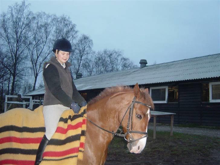 Anden særlig race Firebird       {SOLGT!} - Min lille birdymus. billede 2