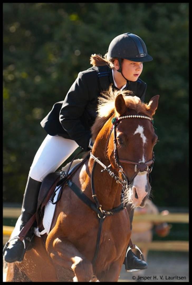 Anden særlig race Firebird       {SOLGT!} - my wonder kid. billede 4