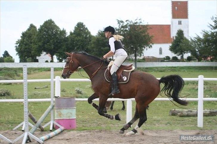 Dansk Varmblod Havana - Springning efter 2009 <3 billede 3