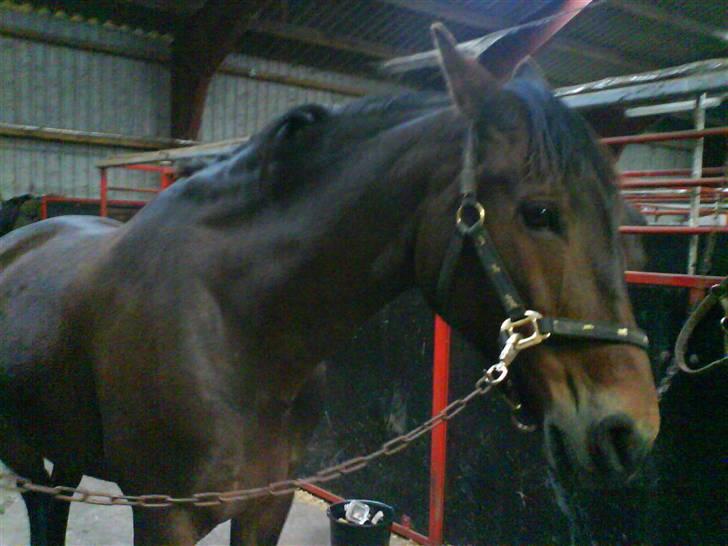 Oldenborg Cirkeline *Solgt* - lille tulle:-) billede 2