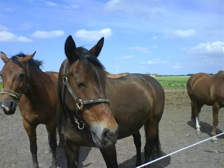 Oldenborg Cirkeline *Solgt* - folden med de andre hopper billede 3