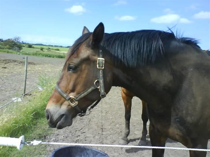 Oldenborg Cirkeline *Solgt* billede 4